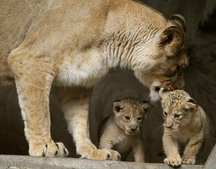 Vloženo: 6. 8. 2010 Lev berberský, je poddruhem lva, který je v přírodě již vyhuben a žije pouze v zajetí.