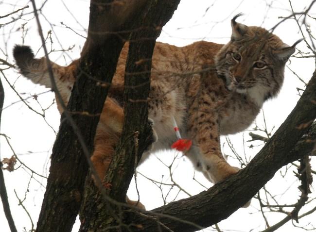 Konec prvního únorového pracovního týdne, zpestřil chovatelům v olomoucké zoo nechtěně samec rysa karpatského. Vzal si příklad od své družky a vylezl do rozsochy stromu ve svém výběhu.