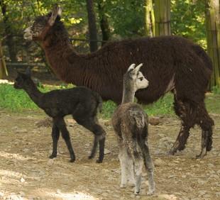 Mláďata lam Vloženo: 16. 11. 2010 Lamy alpaky chová olomoucká zoo od roku 1998. V současné době jich zde žije 19.