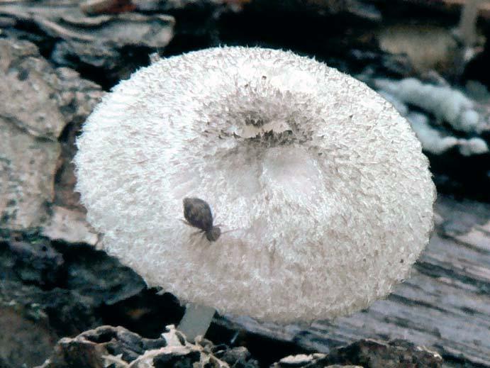 Štítovka drobná Pluteus exiguus. Brno, přírodní park Baba, lískový porost s dubem a lípou, 30. 8. 2014 leg. H. Ševčíková 
