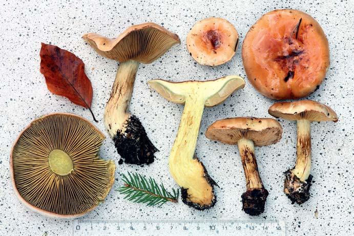Pavučinec anýzový Cortinarius odorifer. Staré Ransko, ochranné pásmo NPR Ransko, 20. 10. 2013, foto J. Kramoliš.