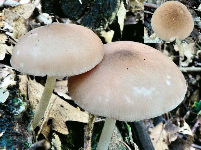 Štítovka síťnatá Pluteus phlebophorus. Brno, přírodní park Baba, lískový porost s dubem a lípou, 30. 8. 2014 leg. J. Hrabáková et H. Ševčíková,