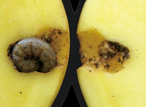 V porostech brambor, které jsou ošetřovány insekticidy proti mšicím