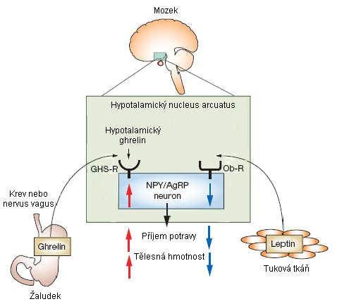 Obr. 5. Schéma regulace příjmu potravy ghrelinem a leptinem v hypotalamu. Signál periferního leptinu omezuje příjem potravy, zatímco periferní ghrelin signalizující hladovění stimuluje chuť k jídlu.