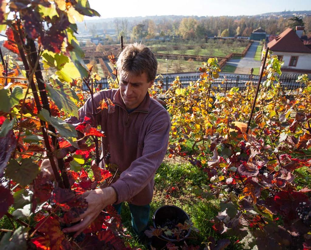 Hospodaření 7 Botanická zahrada hl. m. Prahy v roce 2016 dosáhla v hlavní činnosti celkové výše nákladů 95 778,2 tis. Kč, které byly pokryty vlastními výnosy ve výši 20 520,6 tis.