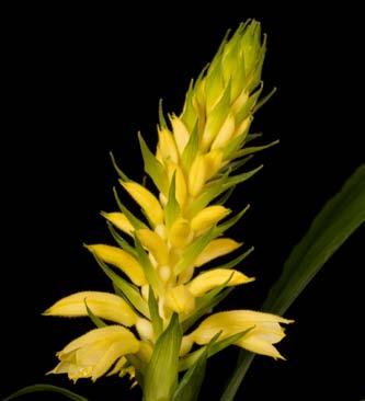 Pleione Bonobo