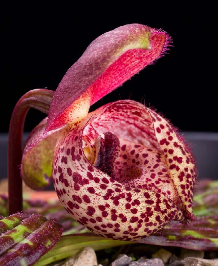 zollingeri var.