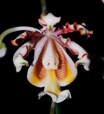Odborná činnost 3 Výstavy, média a spolupráce Výstavy 3. 19. 3. Orchideje, skleník Fata Morgana 9. 9. 9. 10. Říše tropického kapradí, skleník Fata Morgana (Rybka, Rybková) 18. 10. 31. 12.