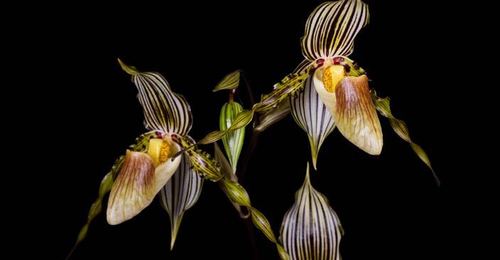 Odborná činnost 3 Coelogyne, Cymbidium, Dimerandra, Dendrobium, Epidendrum, Eria, Erycina, Euanthe, Eulophia, Galeottia, Holcoglossum, Laelia, Lockhartia, Lycaste, Oeceoclades, Oncidium,