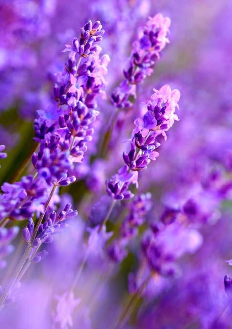 Marketing a Public Relations 6 Botanická zahrada Praha Botanická zahrada Praha Botanická zahrada Praha Středomoří křížem krážem 1. 6. 31. 7. 2016......... Dýňový podzim 24. 9. 23. 10.