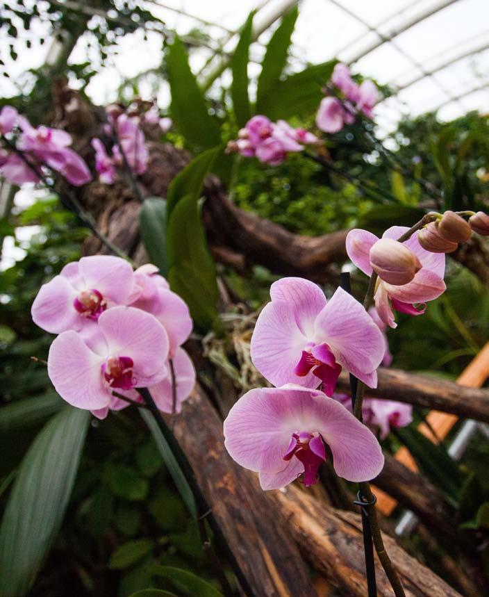 Orchideje