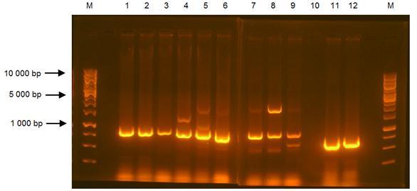 Obr. 5: Optimalizace amplifikace genu NoIPT2 pomocí PCR. M - marker (1 kb), 1. Gen NoIPT2 - teplota nasedání primeru 60 C, 2. Gen NoIPT2 - teplota nasedání primeru 60,1 C, 3.