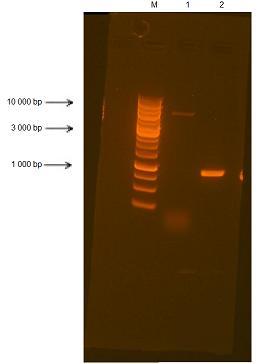Obr. 8: Restrikce amplifikovaného genu NoIPT2 a plasmidu pet-28b. M - marker, 1. Plasmid pet- 28b velikost 5368 kb, 2. Gen NoIPT2- velikost 888 kb.