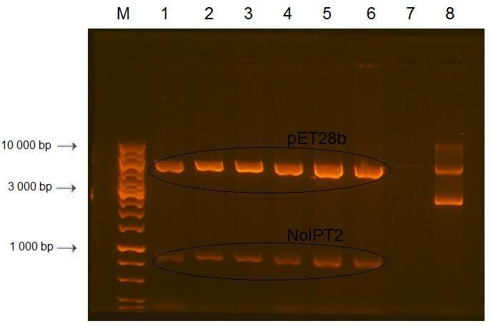 Obr. 9: Kontrolní restrikce rekombinantního plasmidu (RP) pet-28b::noipt2. M marker; 1.- 3. RP-ligační směs 1:1; 4.- 7. RP-ligační směs 1:3; 8. RP- ligační směs 1:5, nesprávně zaklonovaný gen. 7.2 Produkce proteinu trna-ipt Pro expresi proteinu byly vybrány dva typy buněk E.