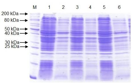 Obr. 10: Analýza lyzátů buněk E. coli BL21(DE3)Star. M marker; 1. Klon 1, 25 C, 5 h, bez indukce; 2. Klon 1, 25 C, 5 h, IPTG; 3.