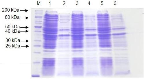 Na gel bylo naneseno 15 µl vzorku. Obr. 11: Analýza lyzátů buněk E. coli BL21(DE3)Rosetta 2. M marker; 1. Klon 1, 25 C, 5 h, bez indukce; 2.