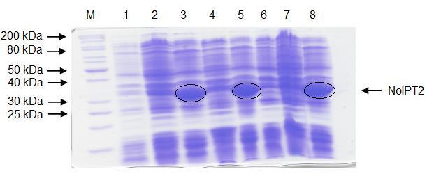 Obr. 14: Analýza exprese proteinů ve zbytku buněk E. coli BL21(DE3)Star. M marker; 1. Prázdný plasmid, 25 C, 20 h; 2. 25 C, 5 h, bez indukce; 3. 25 C, 5 h, IPTG; 4. 25 C, 20 h, bez indukce; 5.