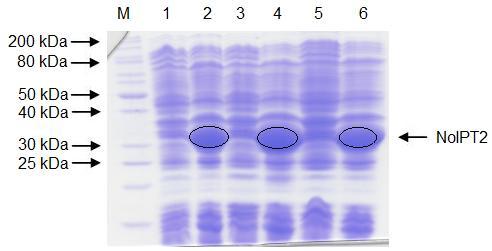 coli BL21(DE3)Rosetta 2. M marker; 1. 25 C, 5 h, bez indukce; 2. 25 C, 5 h, IPTG; 3. 25 C, 20 h, bez indukce; 4. 25 C, 20 h, IPTG; 5. 18 C, 20 h, bez indukce; 6. 18 C, 20 h, IPTG.