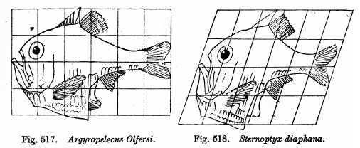 1.3.3 Geometrická morfometrika Geometrická morfometrika je v současné době nejúčinnějším nástrojem ke zkoumání biologického tvaru.