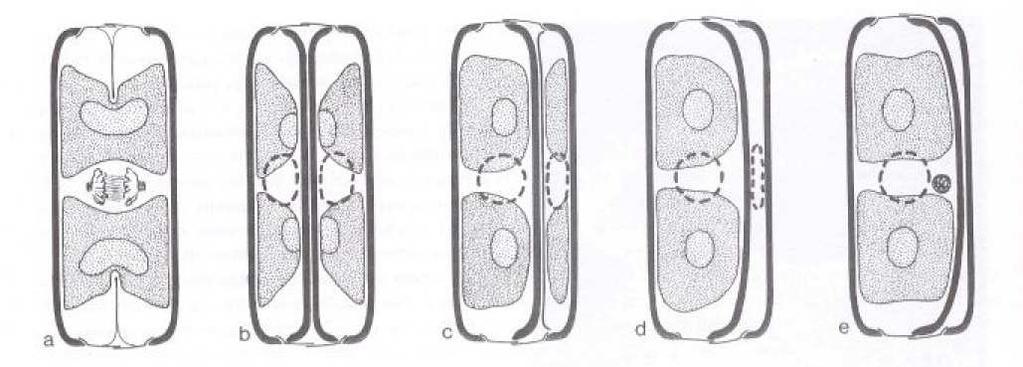 Obr. 3. Vnitřní schránky, rod Hantzschia (převzato z Round et al.