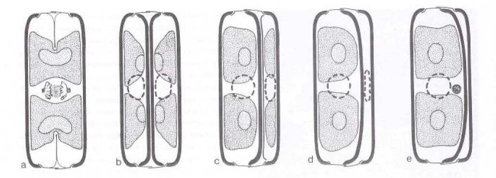 Obr. 3. Vnitřní schránky, rod Hantzschia (převzato z Round et al.