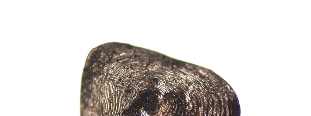 Paraneetroplus zonatus, Theraps irregularis,