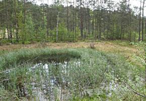 neochotně (především tím míním druh Bidessus grossepunctatus).