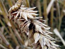 Latinský název Nový název Rez pšeničná Puccinia triticina Hnědá rzivost pšenice Rez travní