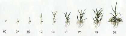 Růstová fáze Kvetení: Začátek kvetení, prvé prašníky viditelné Plné kvetení, 50 % prašníků zralých Konec kvetení, většina klásků odkvetlá, ojediněle visí zaschlé