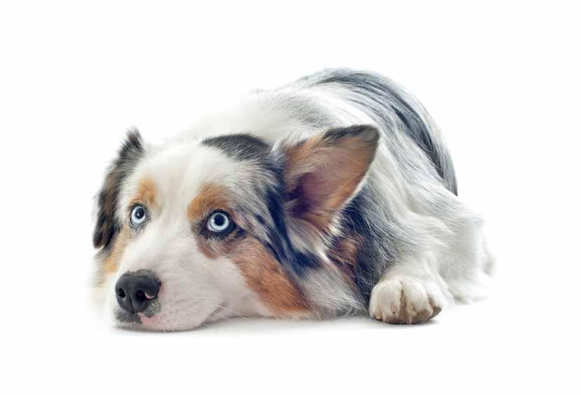 Calibra Dog Superpremium konzervy Superprémiové kompletní konzervy Calibra jsou vhodné díky 100% definovaným zdrojům proteinů i pro psy s alergiemi nebo citlivým zažíváním.
