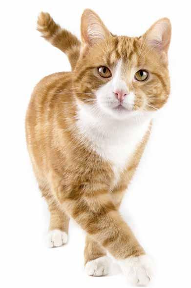 Calibra Cat Calibra Cat Superpremium je řadou hypoalergenních krmiv, u které byl při vývoji kladen důraz na přirozenou stravu koček.