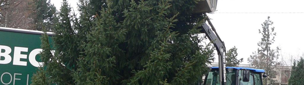 Špačkovým (strom