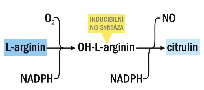 PŘEHLED FYZIOLOGIE I PRO VFU BRNO 100 - oxid dusnatý vzniká oxidací aminokyseliny L-argininu: Vysvětlivky: NADPH = nikotinamidadenindinukleotidfosfát redukovaný Arginin vzniká ve střevě štěpením