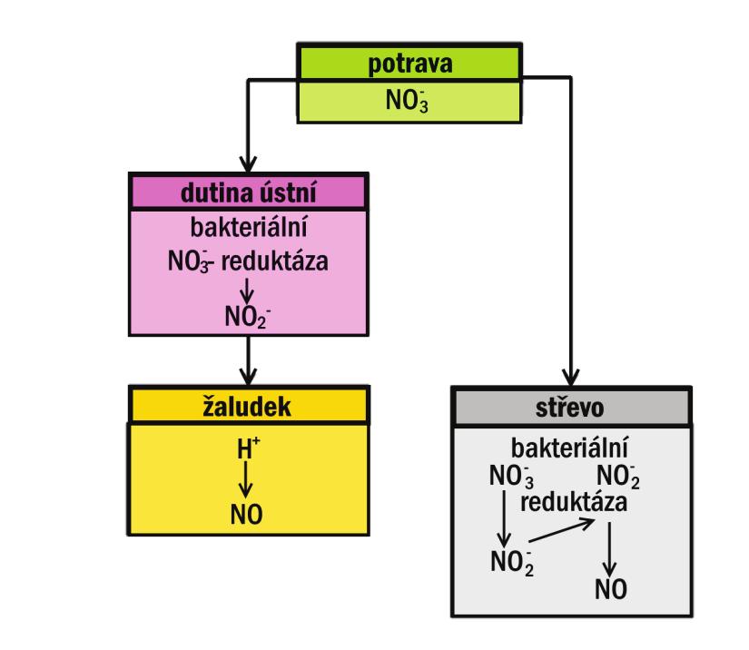 NO-syntáza má 3 typy: inducibilní, endoteliální a neuronální, inducibilní je tvořena hlavně aktivovanými makrofágy, neuronální hlavně neurony a endoteliální hlavně cévním endotelem.