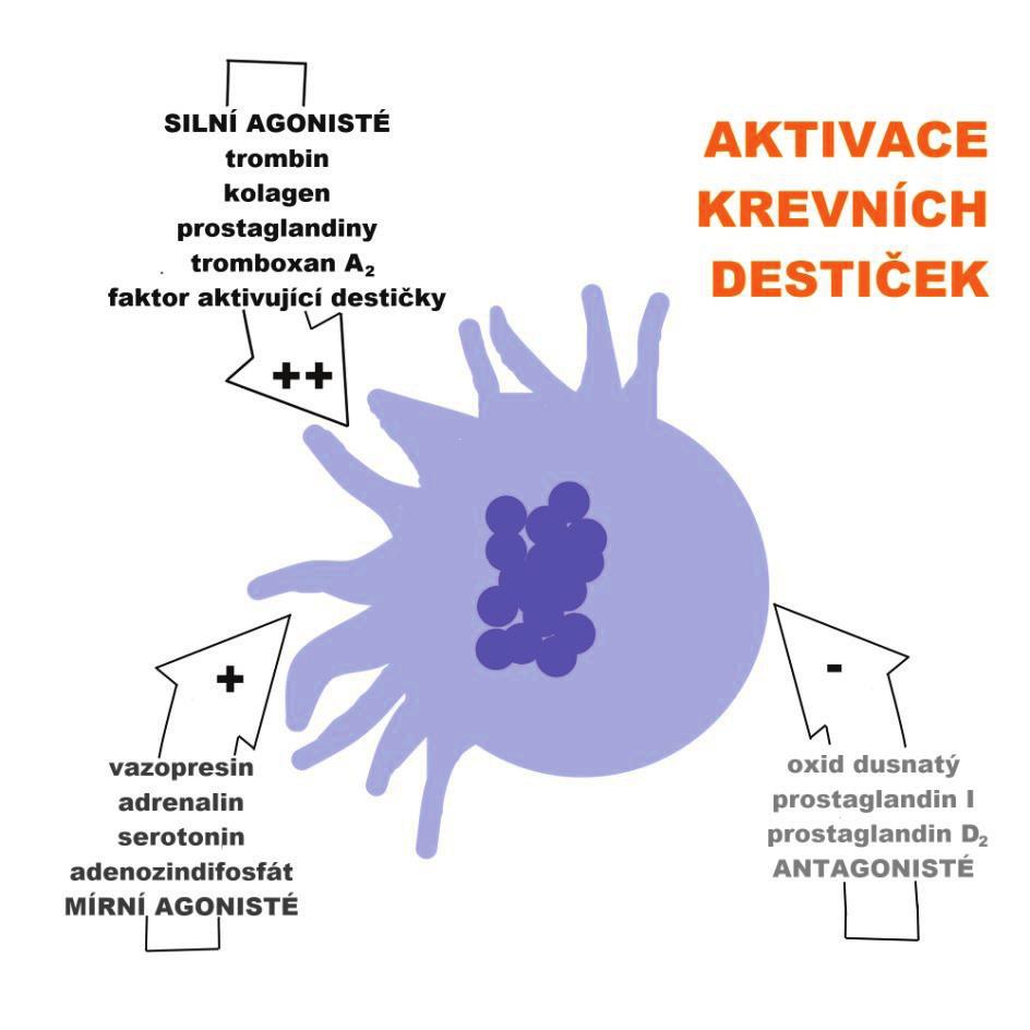 101 KREV (Fe 2+ Fe 3+ ), - metabolizace v potravě přijatých NO 3 - a NO 2 - může končit vznikem kancerogenních nitrosaminů, (2) trombocyty jsou svojí aktivitou propojeny s koagulační kaskádou a