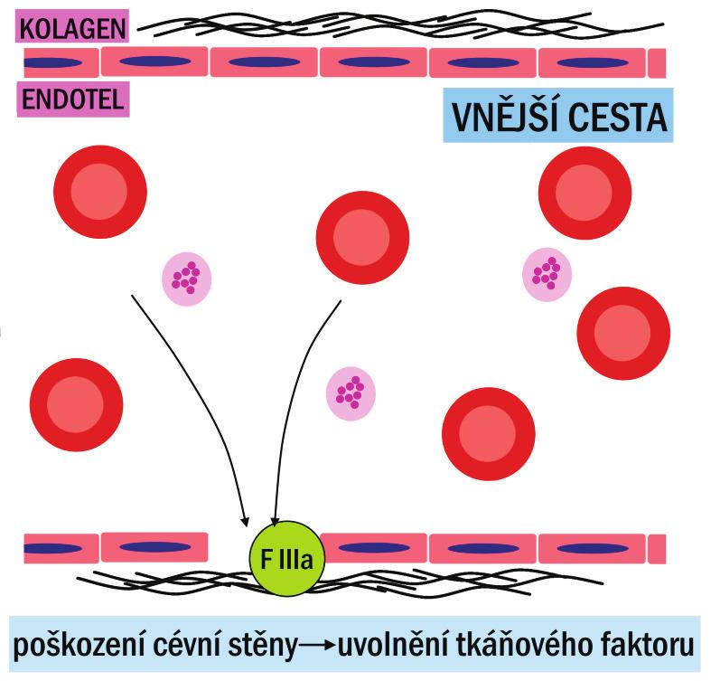 PŘEHLED FYZIOLOGIE I PRO VFU BRNO 104 modely hemokoagulace: starý (klasický) model hemokoagulace (uplatňovaný v klinické hematologii), podle něj koagulace probíhá jako sled reakcí (koagulační
