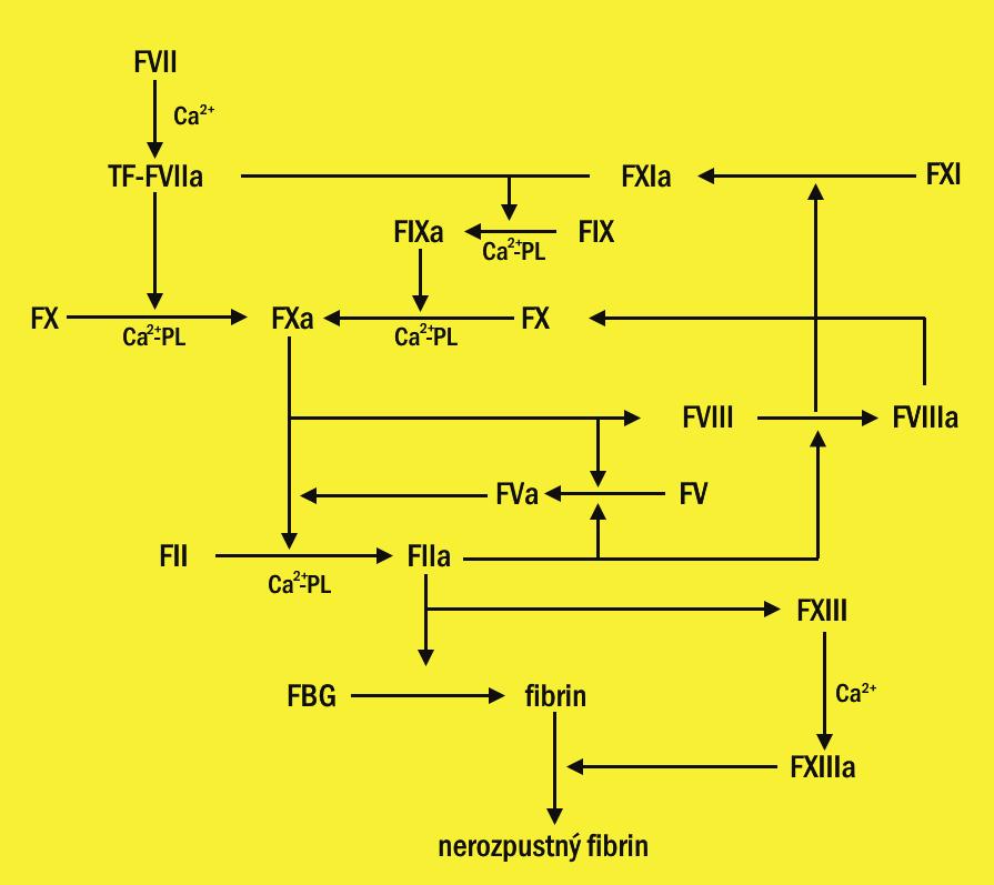 PŘEHLED FYZIOLOGIE I PRO VFU BRNO 108 Vysvětlivky: TF = tkáňový faktor, PL = fosfolipidy, FBG = fibrinogen pro zajištění tekutosti krve a průchodnosti cév se nacházejí v krvi regulátory