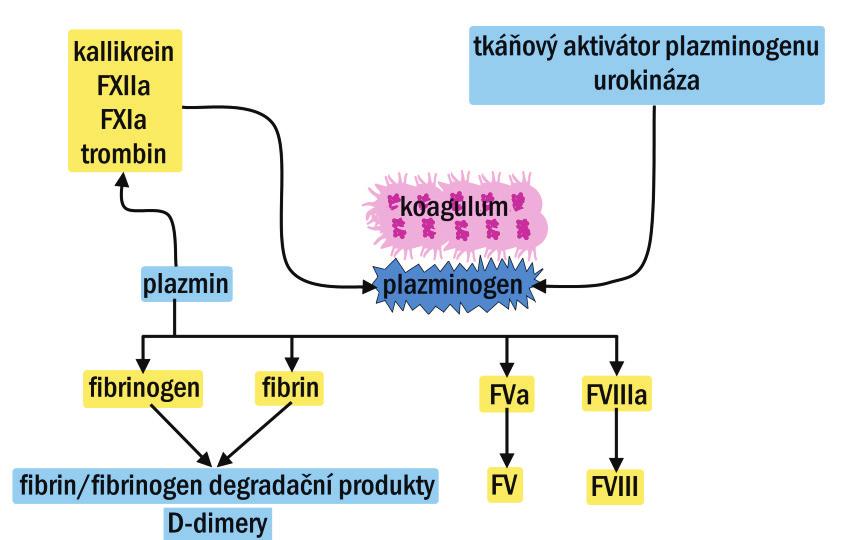 109 KREV Role vitaminu K (vit.