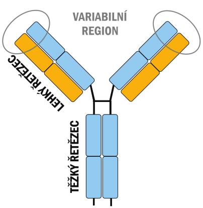 121 IMUNITNÍ SYSTÉM humorální faktory protilátky (antibodies, Ab) chemicky to jsou γ-globuliny (imunoglobuliny, Ig), termín protilátka tedy vyjadřuje funkci, termín imunoglobulin strukturu, tvar