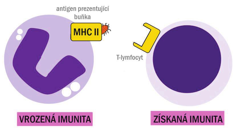 PŘEHLED FYZIOLOGIE I PRO VFU BRNO 126 Vysvětlivky: MHC = major histocompatibility complex, hlavní histokompatibilní komplex 7.3.1. Vrozená (nespecifická) obrana je iniciální obrana proti infekcím (první linie), její buněčné složky jsou schopné rozpoznat různé mikroby, jsou bez paměti (tzn.