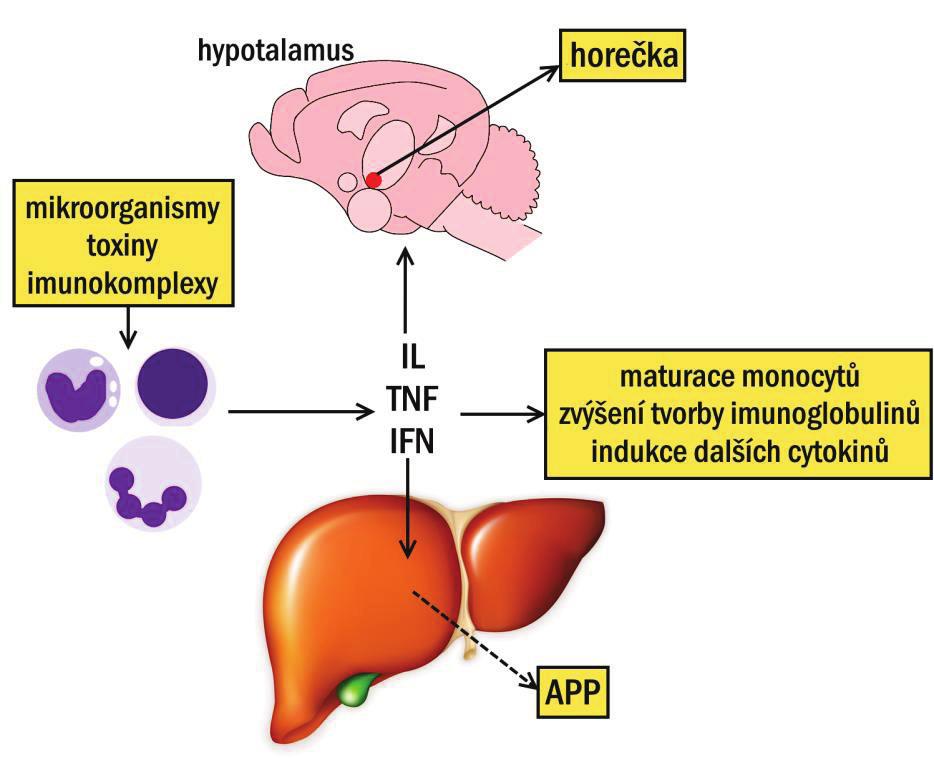 131 IMUNITNÍ SYSTÉM proteins, viz kap. I/10.7) aj., - inteleukiny (IL) mobilizace leukocytů, horečka (endogenní pyrogeny ), stimulace tvorby APP) aj.