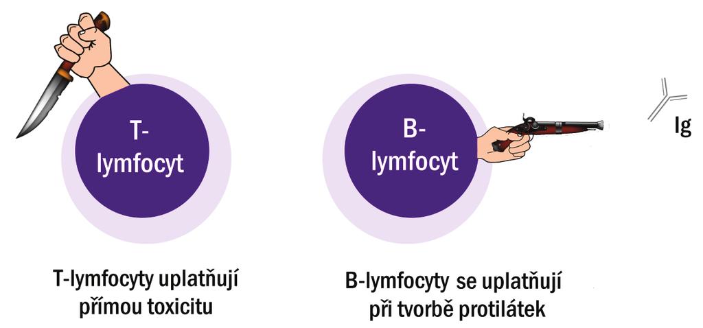 PŘEHLED FYZIOLOGIE I PRO VFU BRNO 132 T-lymfocyty/T-buňky (odpovídají za buněčnou imunitu), lymfocyty v epitelech (IgA jsou secernované na povrch epitelií); další charakteristika buněčných komponent:
