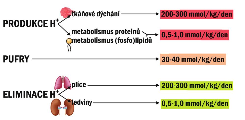H 3 O + vyvstává kategorický požadavek účinné regulace AB-statusu; zdroje H + : tkáňové dýchání ~200-300 mmol CO 2 /kg ž. hm.