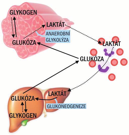 159 VNITŘNÍ PROSTŘEDÍ Anaerobní (neoxidativní) glykolýza je štěpení glukózy v nepřítomnosti kyslíku za vzniku
