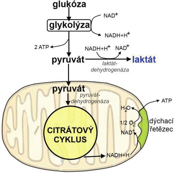Fyziologicky vzniká laktát z pyruvátu za katalýzy laktátdehydrogenázou, což je proton-konzumpční reakce.