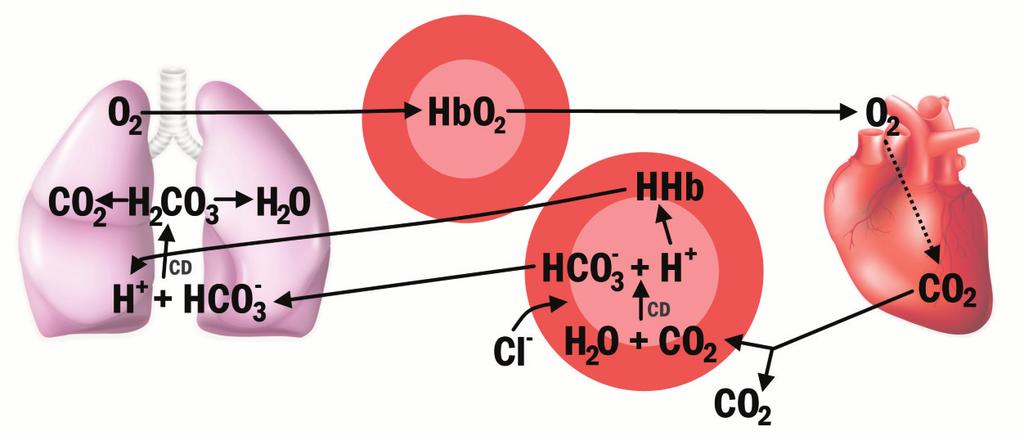 proton-neutrální reakce: oxidace glukózy na H 2 O + CO 2, etc.
