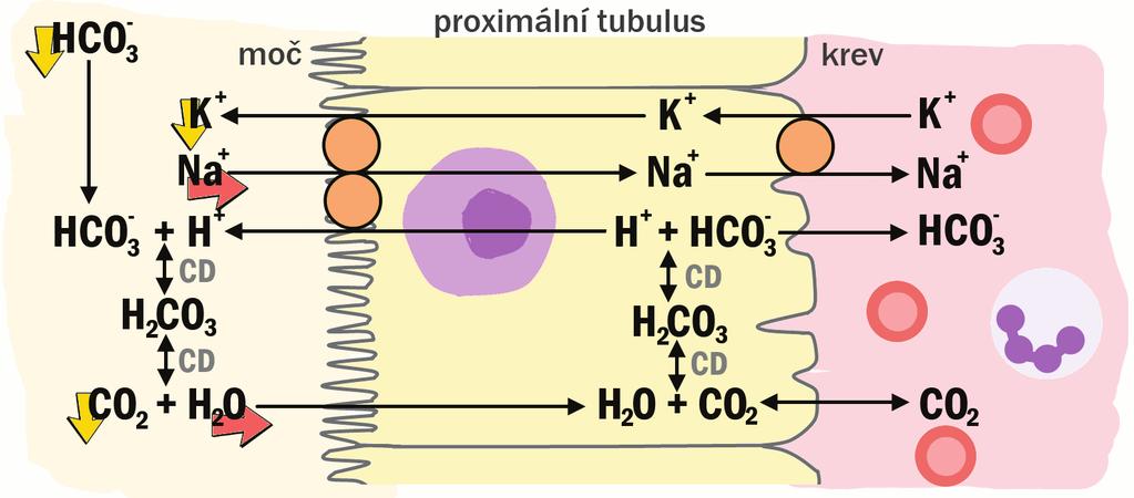 PŘEHLED FYZIOLOGIE I PRO VFU BRNO 160 ledvinami: Vysvětlivky: CD = karbonátdehydratáza Vysvětlivky: CD = karbonátdehydratáza, NAE (netto acid excretion) = čistá exkrece kyselin