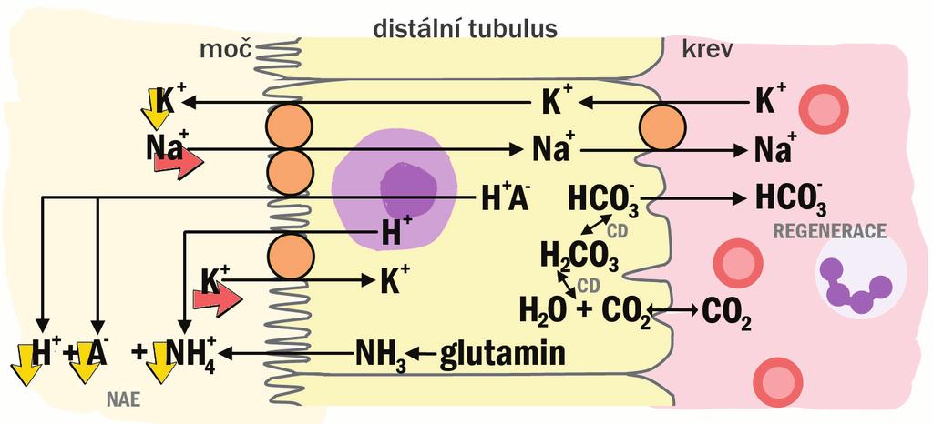 syntéze močoviny podle známé reakce: 2NH 4 + + CO 2 CO(NH 2 ) 2 + H 2 O + 2H +, což je proton-produkční reakce, při acidóze je v důsledku snížené aktivity