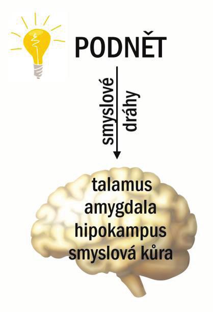 PŘEHLED FYZIOLOGIE I PRO VFU BRNO 182 glukoneogeneze (s následným zvýšením hladiny glukózy), změny v diferenciálním rozpočtu leukocytů (viz výše), zesílení obrany proti zánětu, (3) celkové vyčerpání
