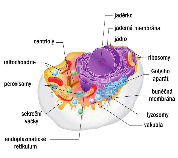 rozlišují se dva typy chromatinu heterochromatin (je to kondenzovaný spiralizovaný genetický materiál) a euchromatin (je despiralizovaný), během dělení buňky je chromatin uspořádán do chromosomů,